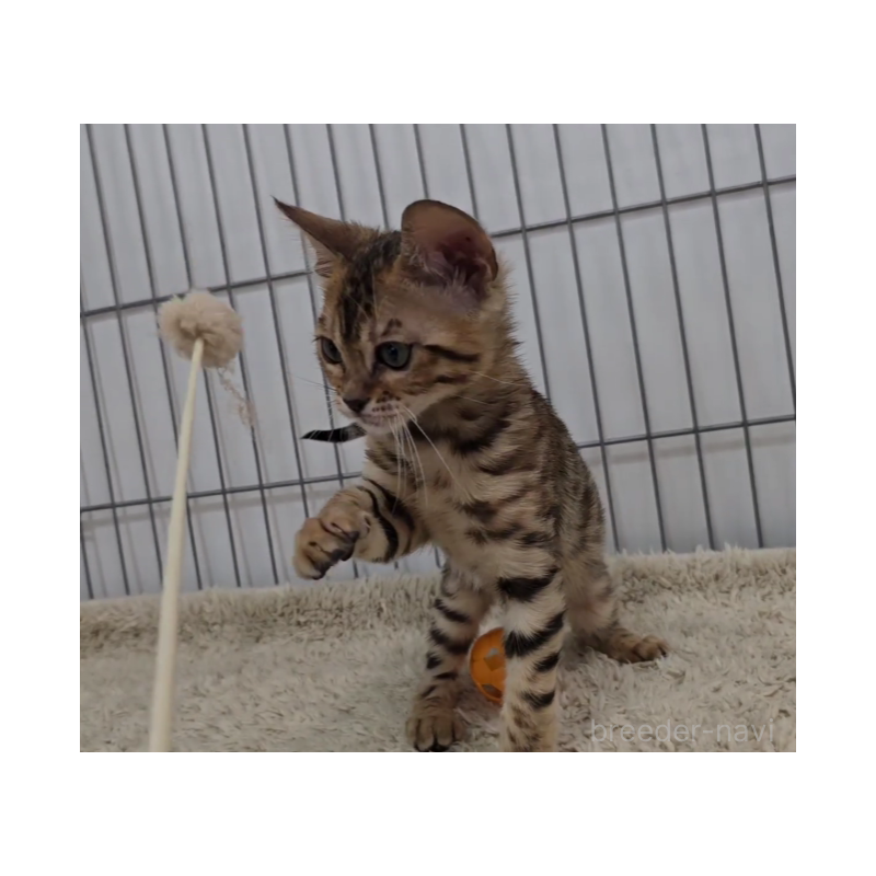 販売中の栃木県のベンガル-123626の4枚目